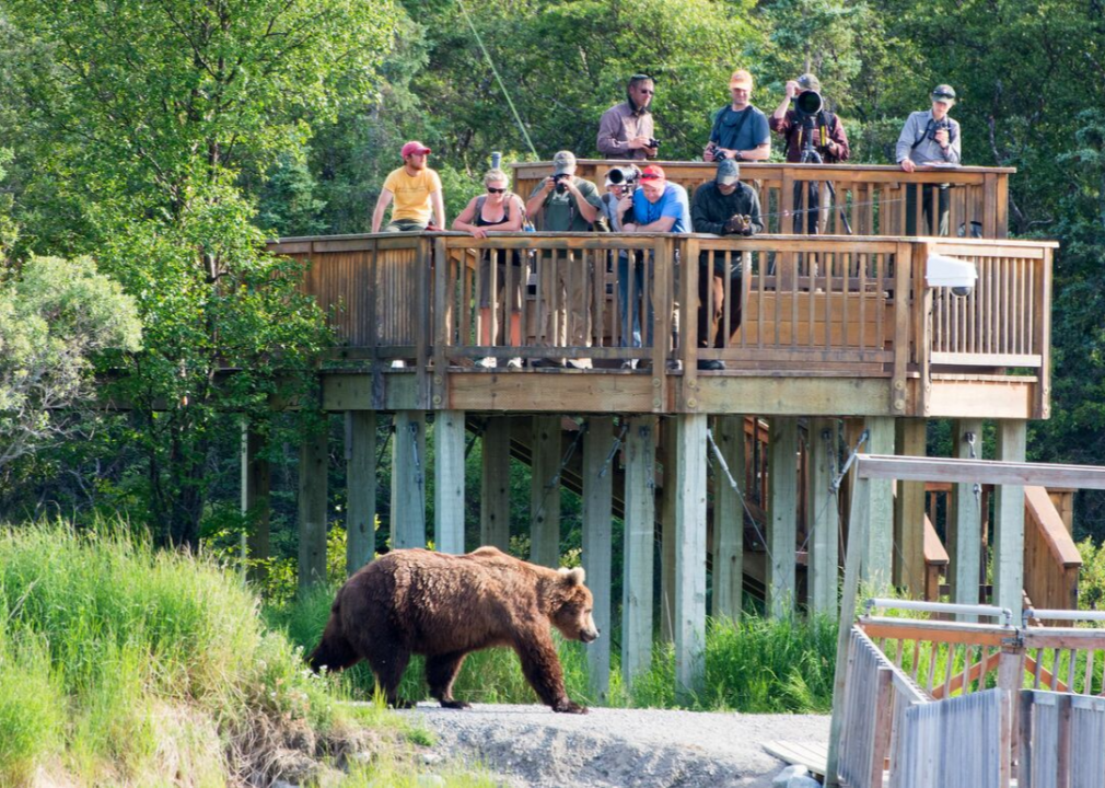#54. Katmai: Stay at Brooks Camp